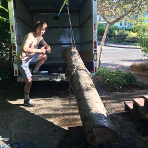 Cherry Tree in Yard Now Television&nbsp;Table