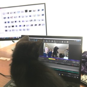 Night and Day with Feline&nbsp;Interruption